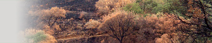 PHOTO - Fire Ecology and Management