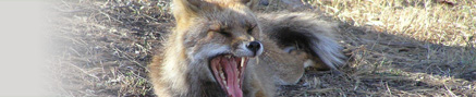 PHOTO - Gestão da Vida Silvestre