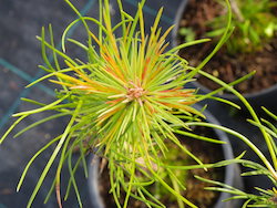 The behaviour of the pine wood nematode in different species of pine trees