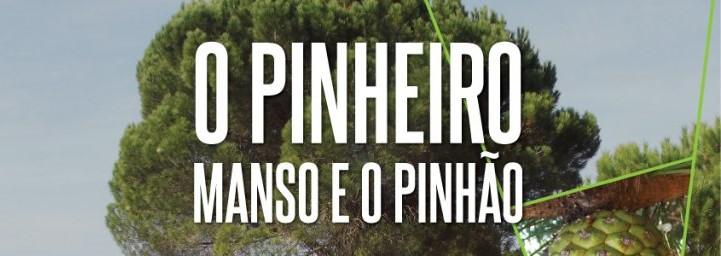 O Pinheiro Manso e o Pinhão