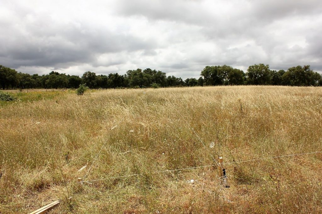 A biodiversidade vegetal é crucial para o sucesso dos ecossistemas