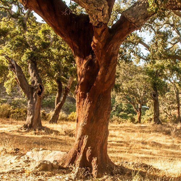 Novo artigo CEF sobre quantificação do carbono do sobreiro