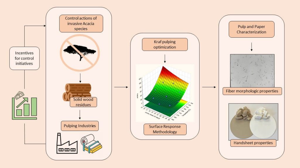 Esquema das estratégias de controlo de acácias invasoras através da reorientação dos seus resíduos de biomassa de madeira para a produção de pasta e papel