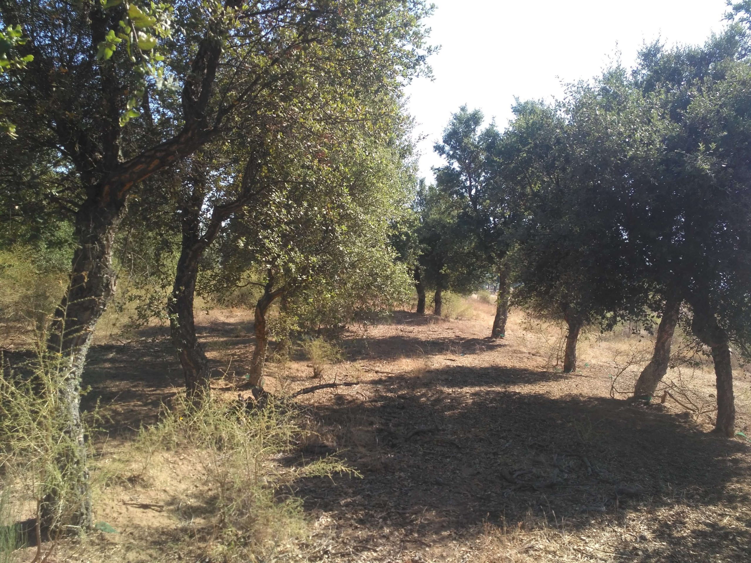 Plantações jovens de sobreiro