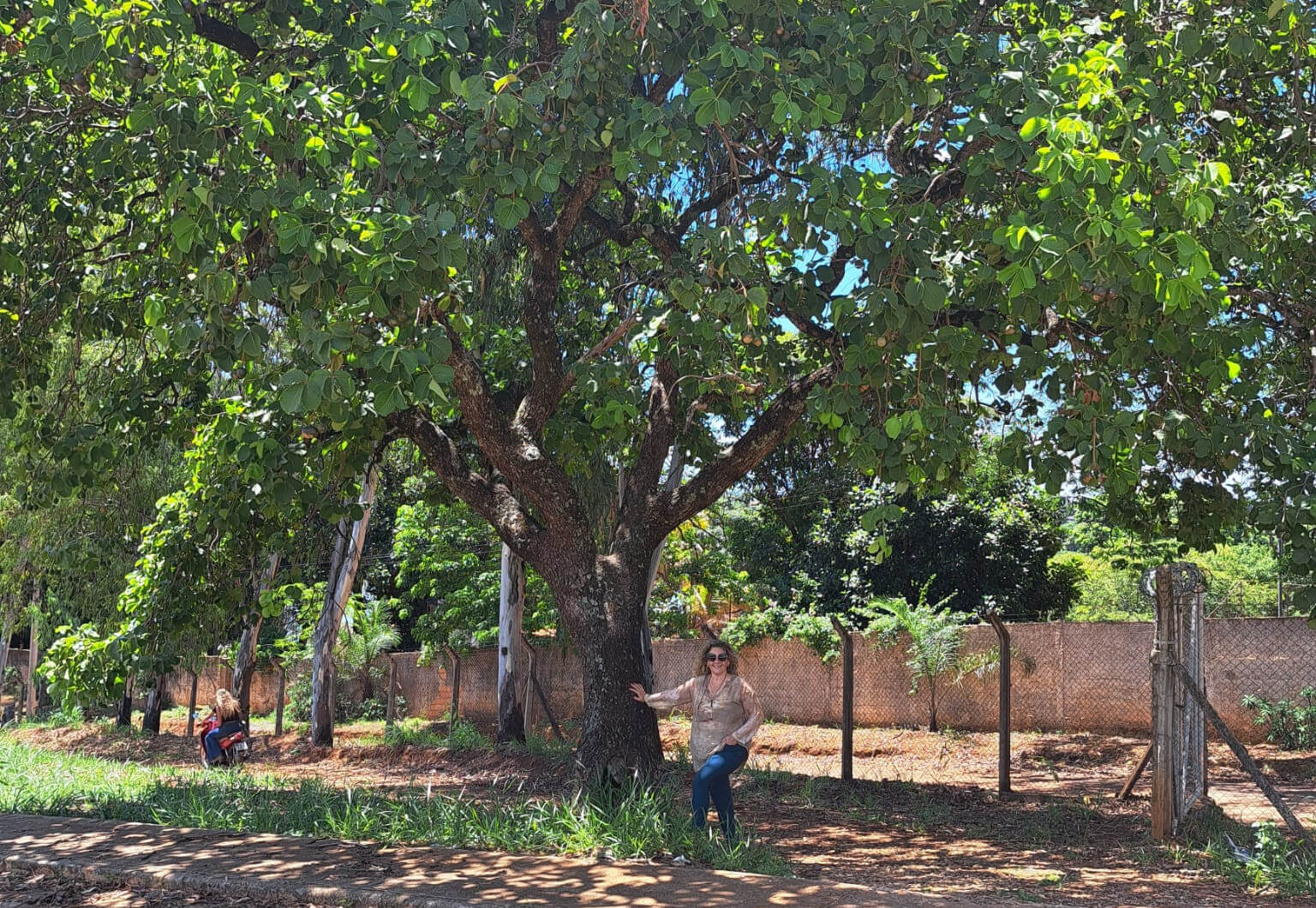 Novo artigo CEF caracteriza compostos fenólicos da Casca do pequi (Caryocar brasiliense) com potencial atividade antioxidante