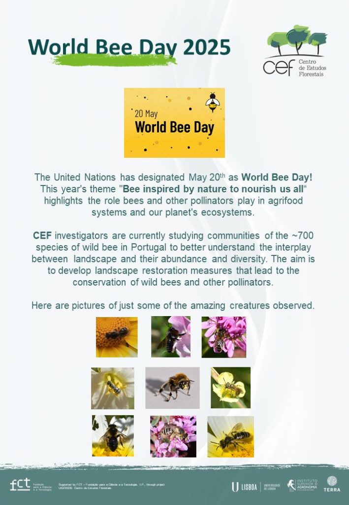 🐝 World Bee Day 2025