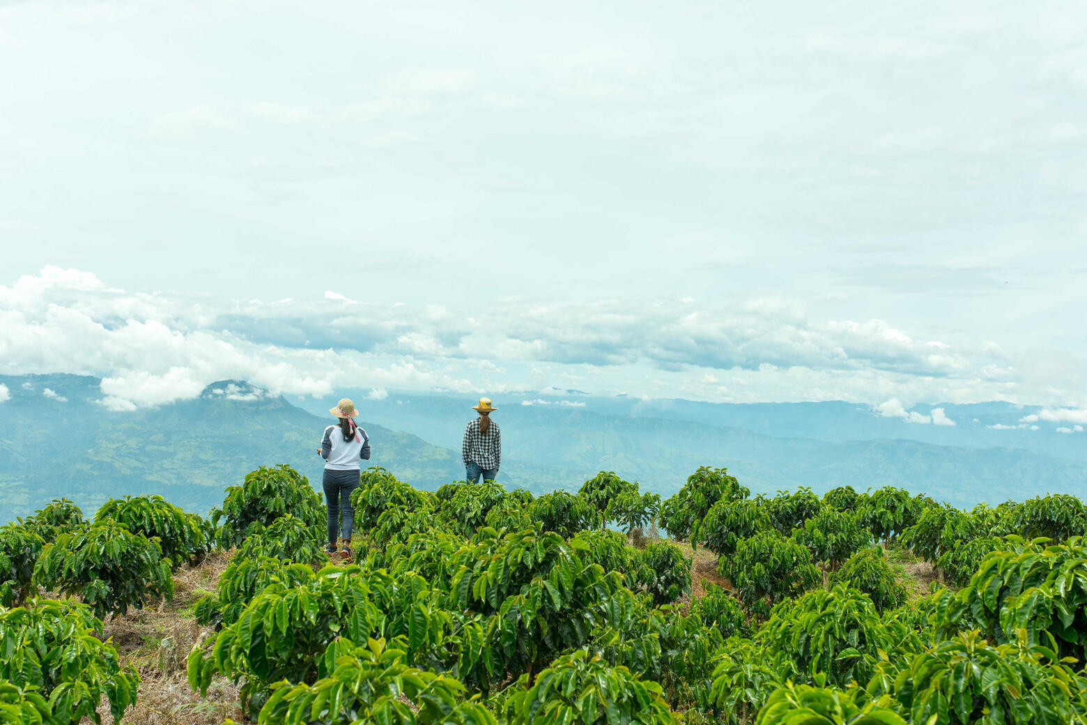 Workers-on-beautiful-coffee-plantation-in-Jerico,-Colombia-in-the-state-of-Antioquia