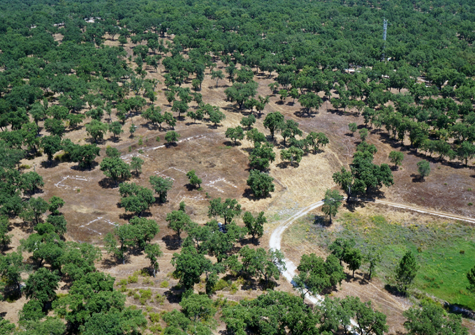 Forest ecosystem processes