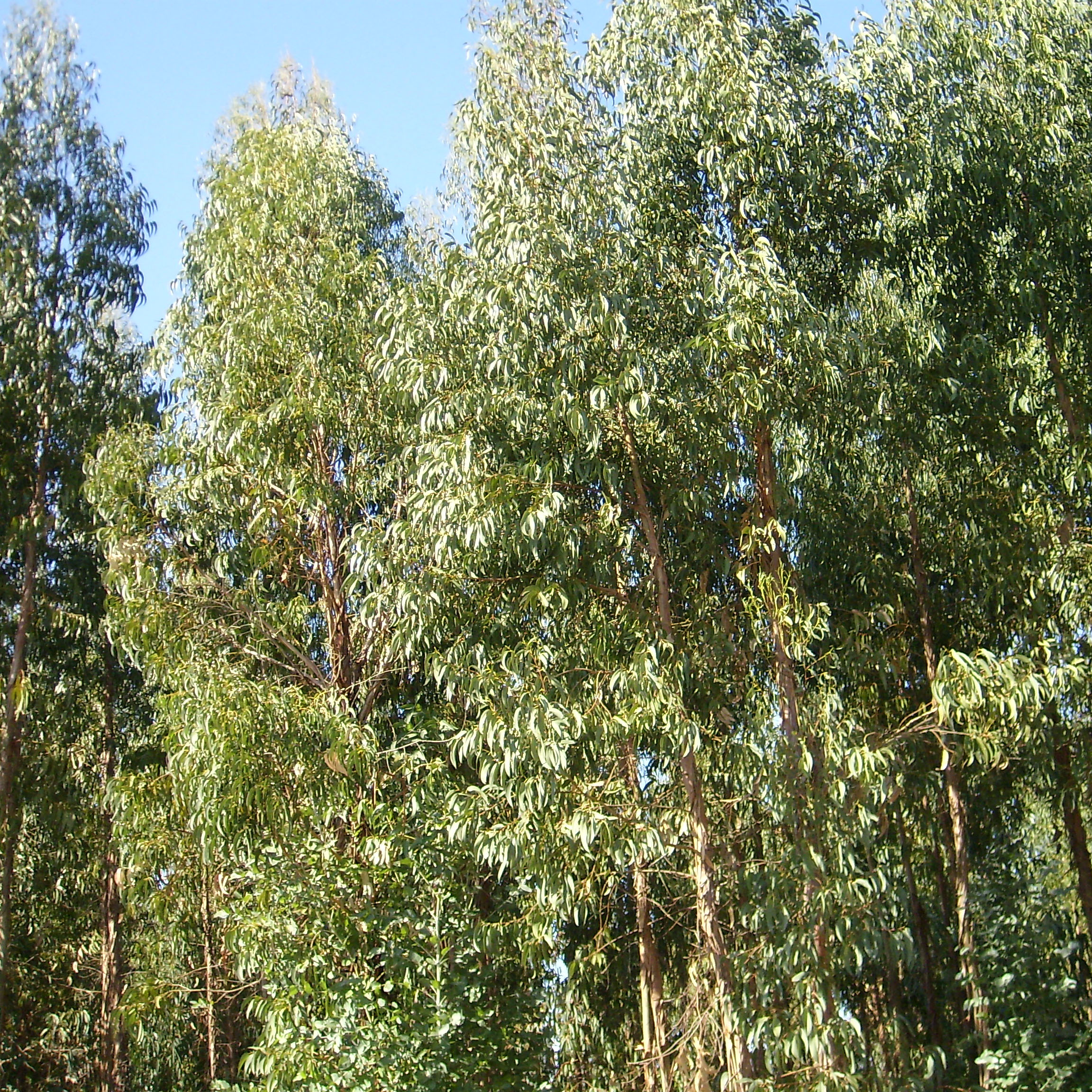 Wood availability in Portugal