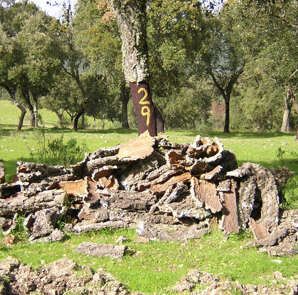 Debarking intensity and cork thickness