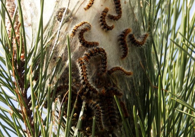 Ecosystem protection against nuisance animal populations