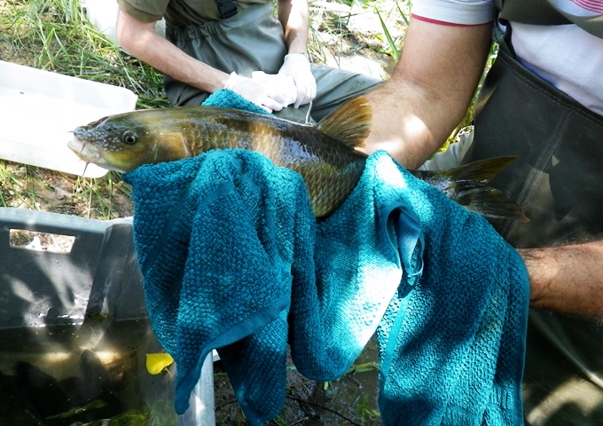Ecosystem services and their economic valuation