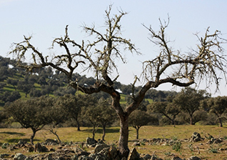 Understanding forest ecosystems functioning