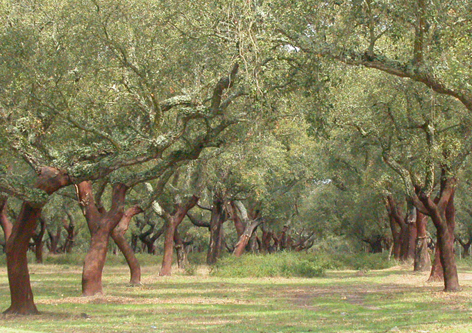 Understanding forest ecosystems functioning