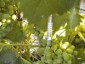 Precision agriculture