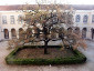 Quercus pateo during Winter