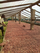 Tropical Agriculture and Food Value Chains
