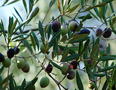 Olive