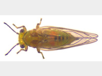 Adulto de Calophya schini.