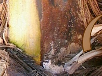 Aspeto da massa pulverulenta cor salmão, constituída pelas frutificações de Nalanthamala vermoesenii. Conídios e fialides de N. vermoesenii.