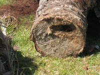 Podridão do tronco de uma palmeira afetada por Ceratocystis paradoxa.