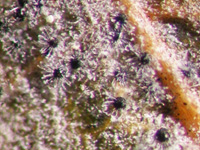 Frutificações de Erysiphe flexuosa.