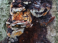 Frutificações do anamorfo de Inonotus rickii.