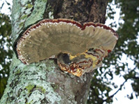 Carpóforo de Inonotus rickii.