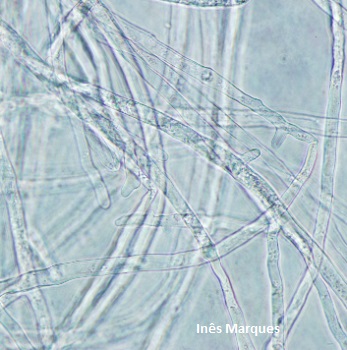 Phytophthora1