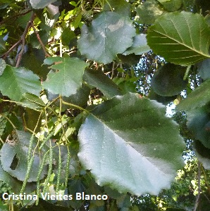 folhas Leaves