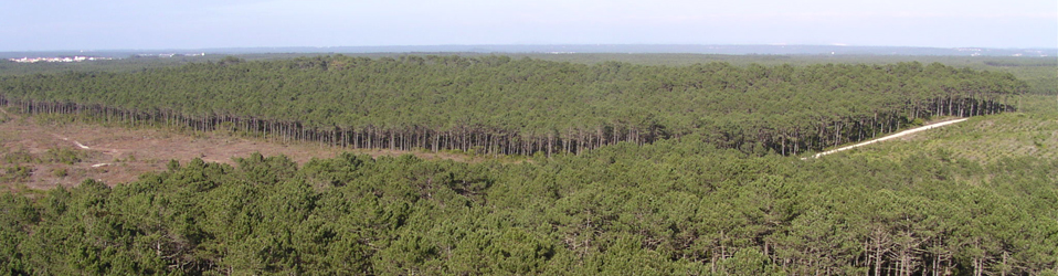 Forest models