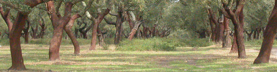 Forest models
