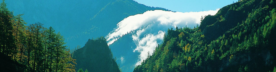Austria Forest